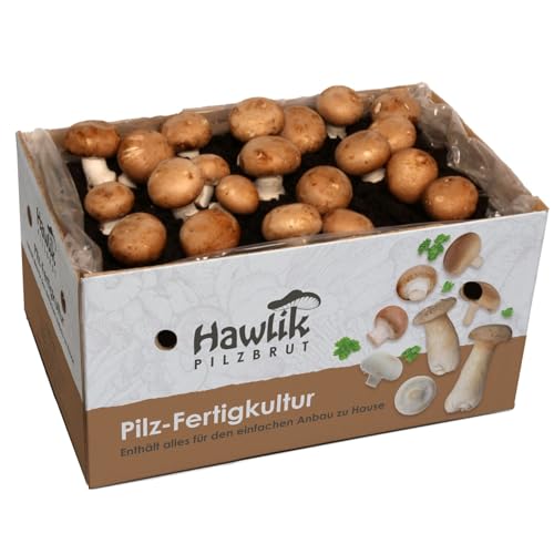 hawlik pilzbrut 10kg stein-champignon pilzzuchtset großartig XXL