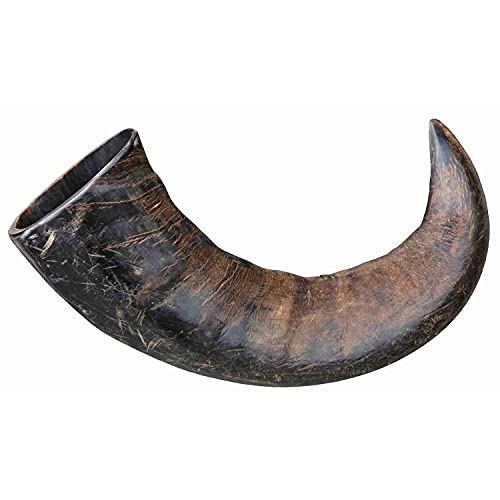 Buffalo Chewing Horn Large TX-27743