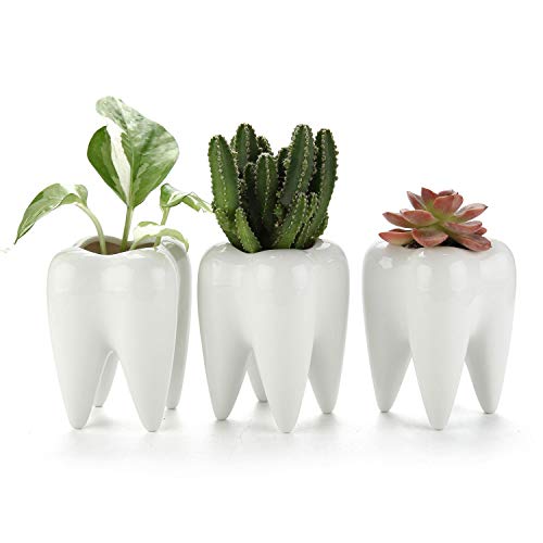 t4u succulent topf set weiß keramik zahnform 3 mini pflanzgefäße für büro dekoration